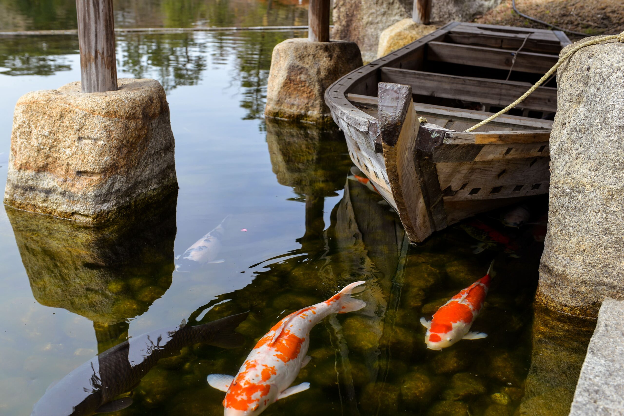 Luxury Outdoor Living A wooden boat is docked near stone pillars in clear water, with three orange and white koi fish swimming nearby—an inviting scene that captures the essence of luxury outdoor living. Toronto Contractors