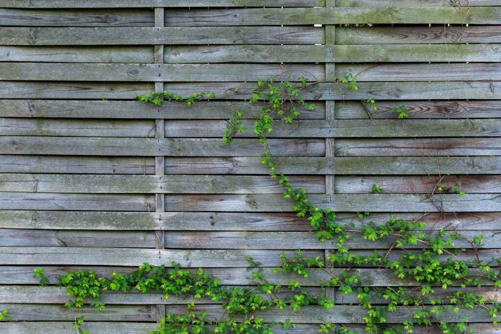 Luxury Outdoor Living Green vine climbing across a weathered, horizontal wooden fence with visible texture and gaps between the planks, adding a touch of luxury outdoor living to the natural landscape. Toronto Contractors