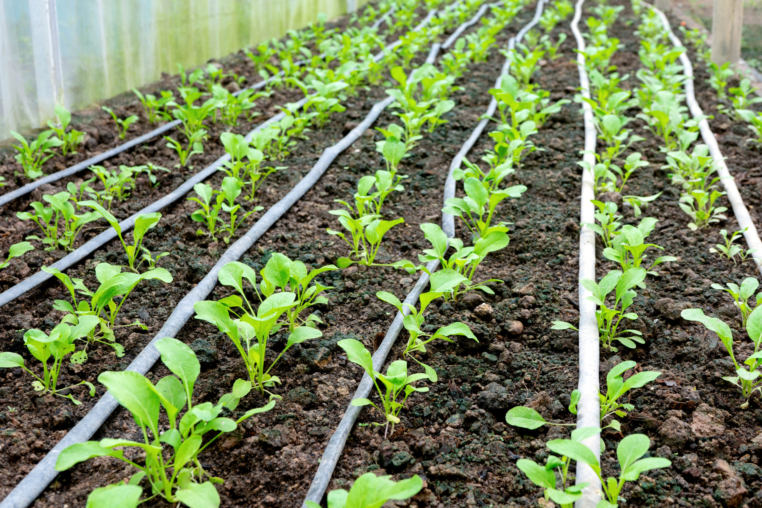 Luxury Outdoor Living Rows of young green plants grow in soil with drip irrigation tubes laid out in a greenhouse, reflecting the innovation and care often found in luxury outdoor living spaces. Toronto Contractors
