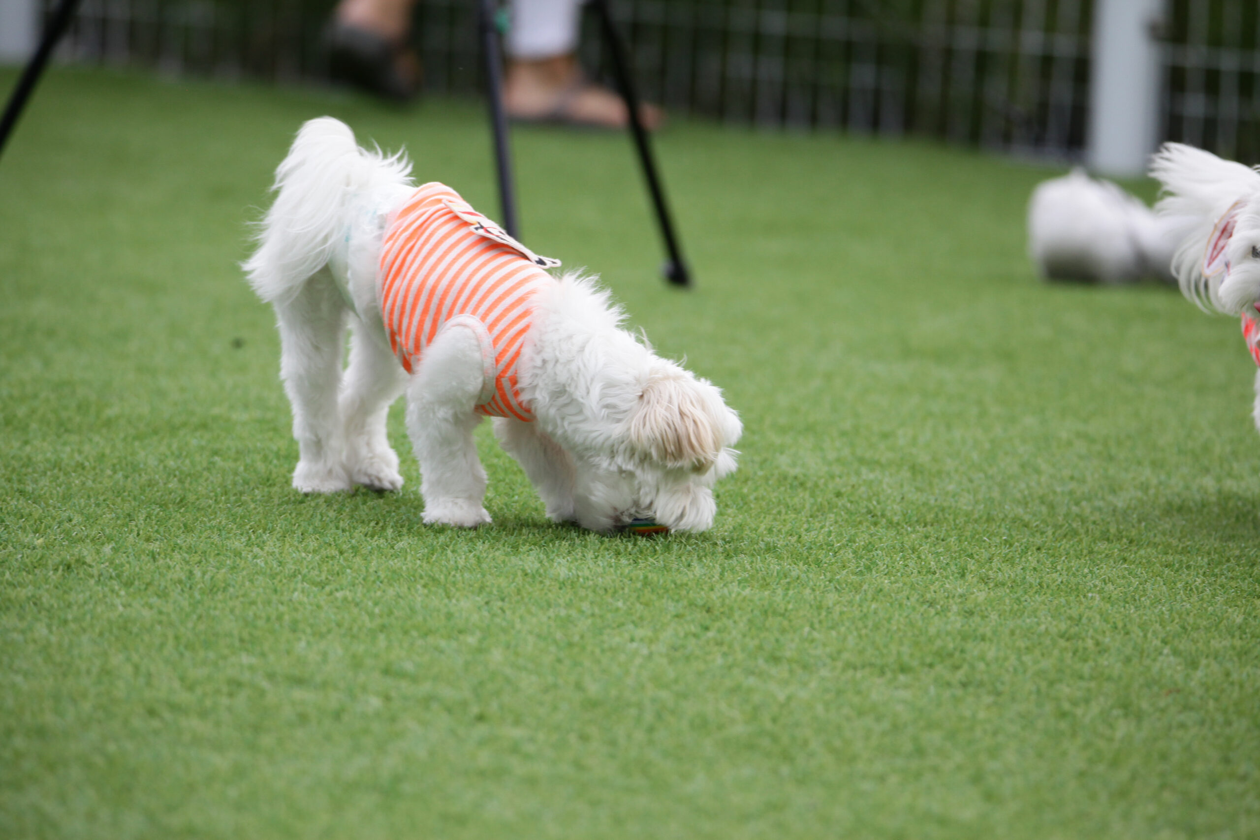 Luxury Outdoor Living A small white dog wearing an orange striped vest sniffs the grass in a Luxury Outdoor Living area, with another dog and people partially visible in the background. Toronto Contractors